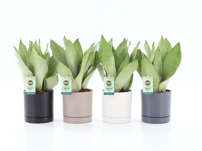 <h4>Sans Tri Moonshine Keramiek Hainan</h4>