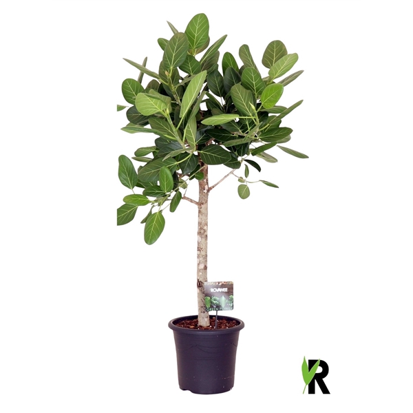 <h4>Ficus bengh. Audrey op stam</h4>