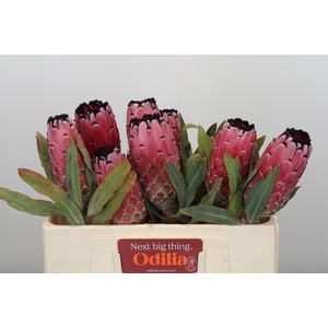 Protea Red Magic