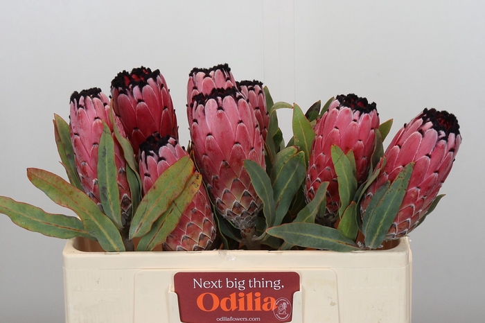 <h4>Protea Red Magic</h4>