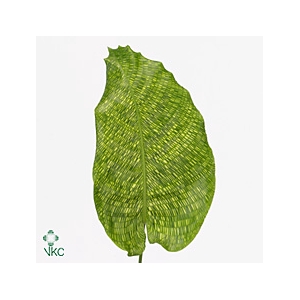 Calathea Ornata