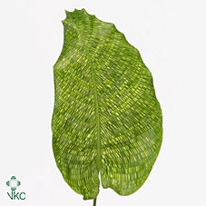 <h4>Calathea Ornata</h4>