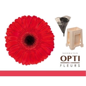 Gerbera Dynamic Water