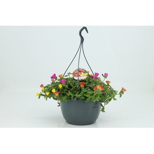 Portulaca schaal 27cm Hangpot