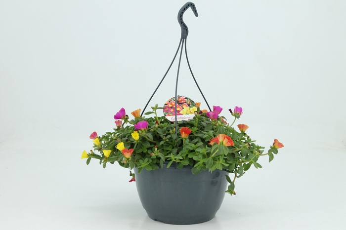 <h4>Portulaca schaal 27cm Hangpot</h4>