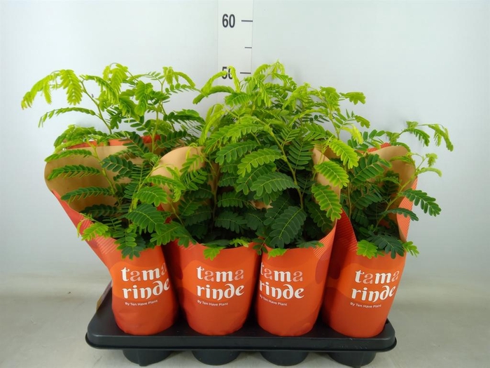 <h4>Tamarindus indica</h4>