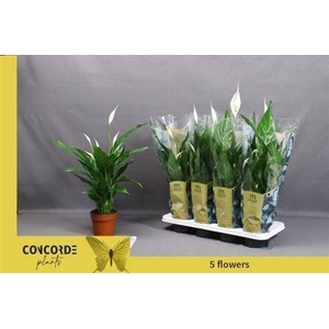 Spath Sweet Benito 5+