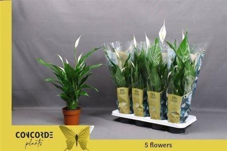 <h4>Spath Sweet Benito 5+</h4>