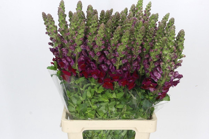 <h4>Antirrhinum Potomac Red</h4>