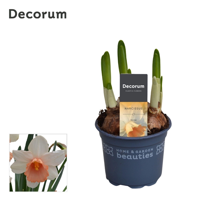 <h4>Narcis Iwona</h4>