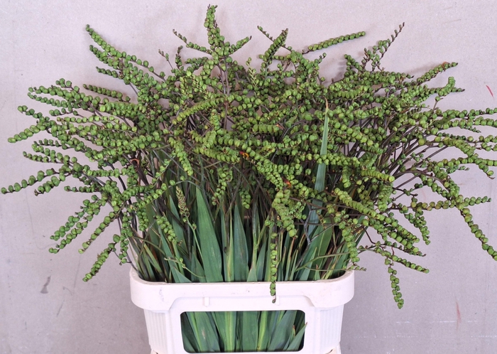 <h4>Crocosmia Bes Lucifer 85cm</h4>
