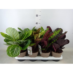 Calathea   ...mix 4