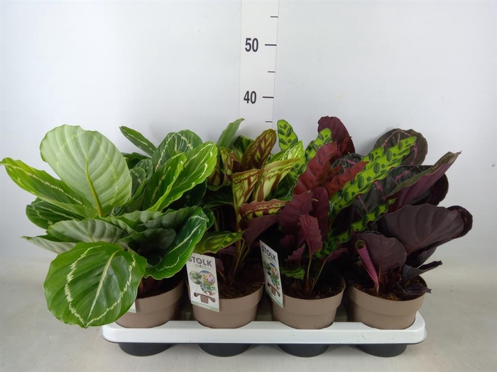 <h4>Calathea ...mix 4</h4>