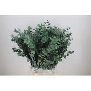 Pres Euca Stuartiana Groen 150gr Bunch