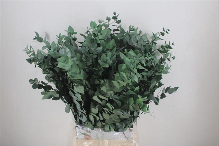 <h4>Pres Euca Stuartiana Groen 150gr Bunch</h4>