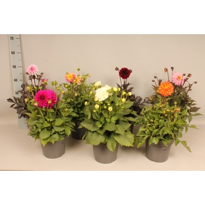 Dahlia 19 cm Divers