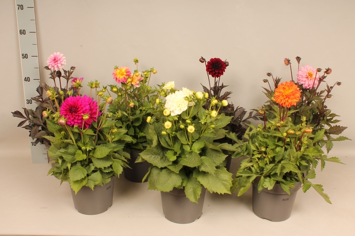 <h4>Dahlia 19 cm Divers</h4>
