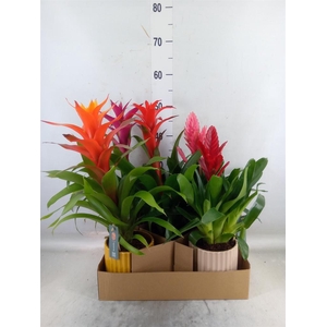 Bromelia   ...mix