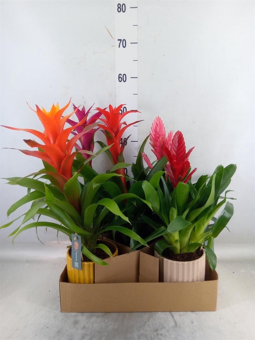 <h4>Bromelia   ...mix</h4>