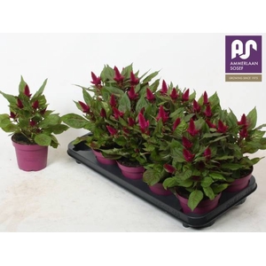 CEL DEEP PURPLE