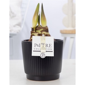 Hippeastrum white in P&PURE Liv ceramics matt black