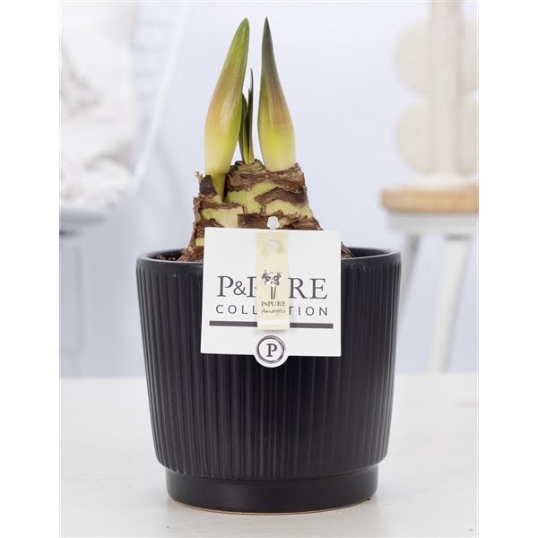 <h4>Hippeastrum white in P&PURE Liv ceramics matt black</h4>