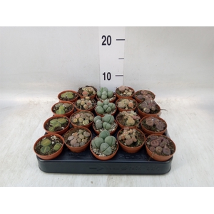 Lithops sp.