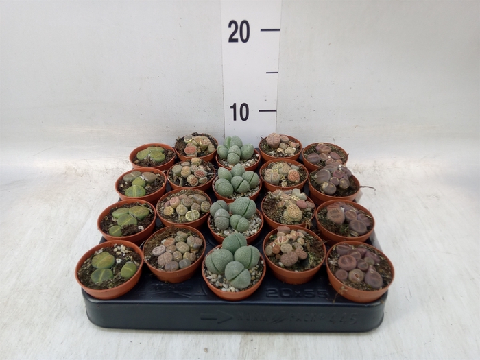 <h4>Lithops sp.</h4>