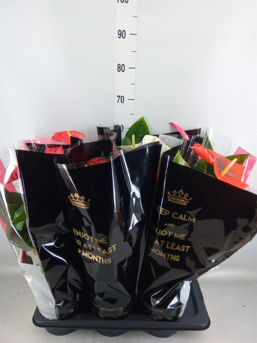 <h4>Anthurium   ...mix</h4>