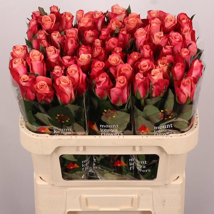 <h4>R GR HELENE</h4>