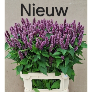 AGASTACHE OV