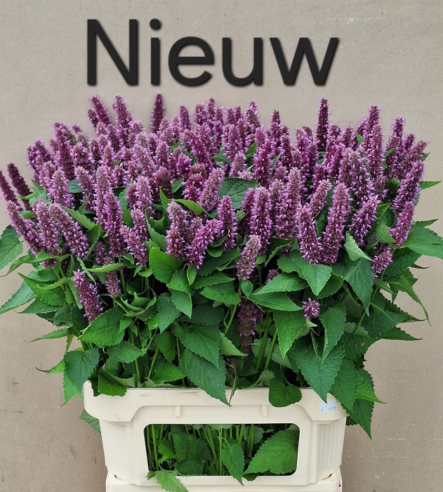<h4>AGASTACHE OV</h4>