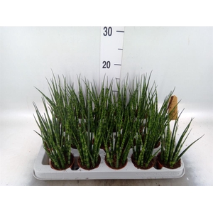 Sansevieria  'Fernwood'
