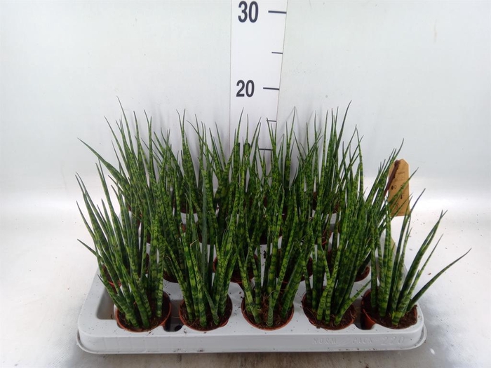 <h4>Sansevieria  'Fernwood'</h4>