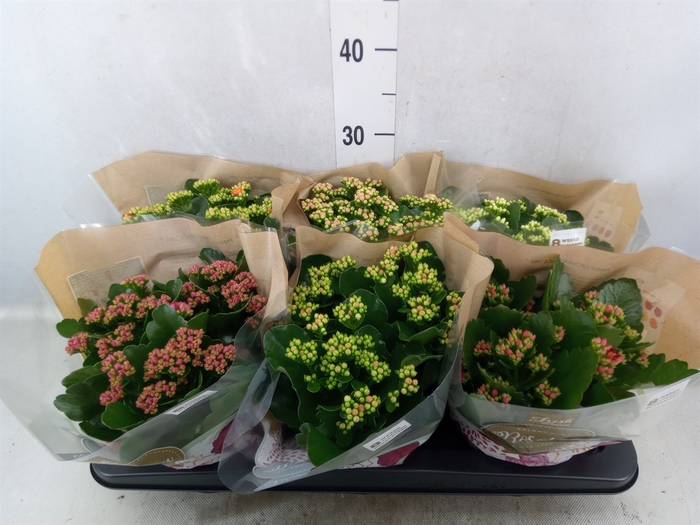 <h4>Kalanchoe blos. 'RosDon Collection'</h4>