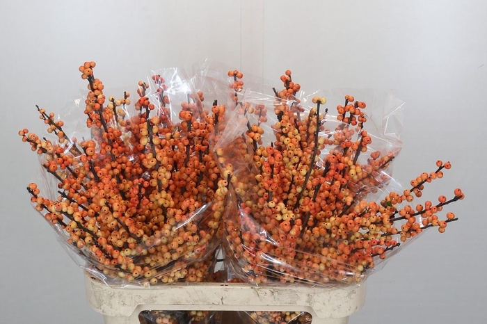 <h4>Ilex Cresgold</h4>