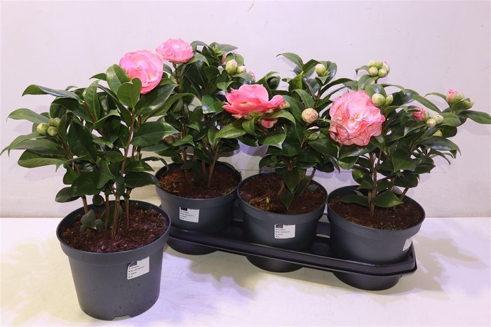 <h4>Came J Miss Lyla</h4>