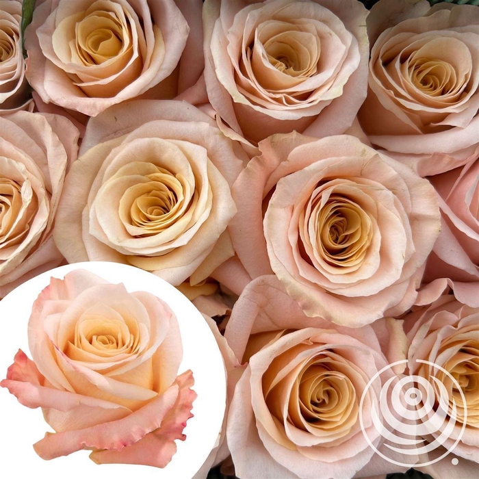 <h4>R Eq Shimmer</h4>