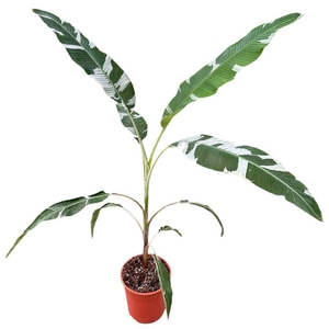 Musa Florida