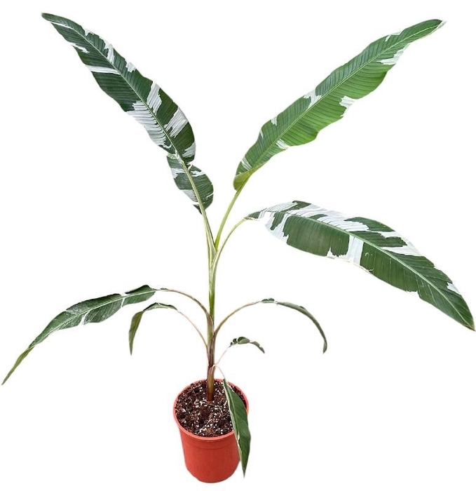 <h4>Musa Florida</h4>