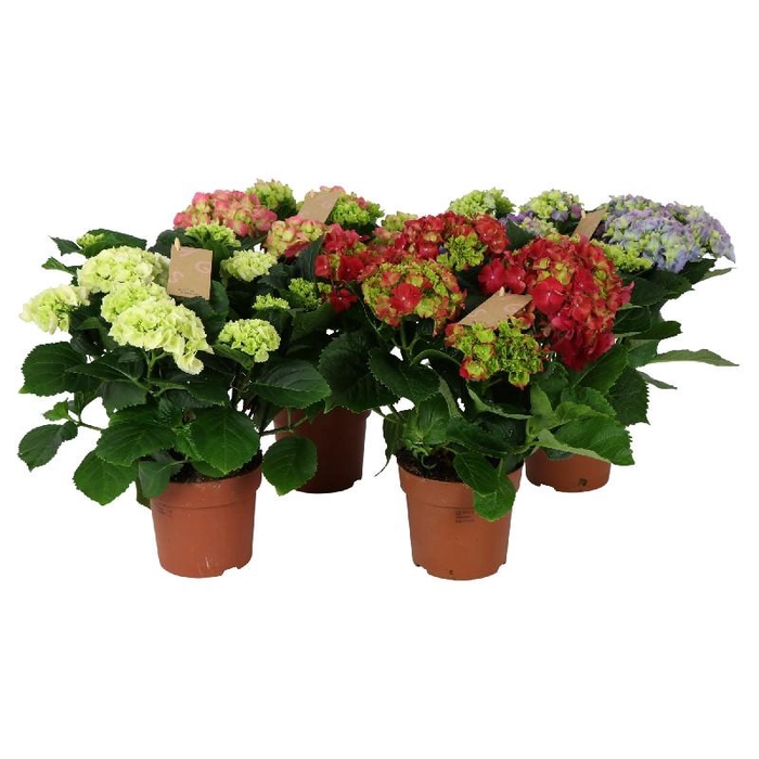 <h4>Hydrangea Macrophylla gemengd in tray Mix 7+ kop</h4>