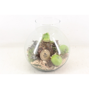 arr4 Amaryllis PL - Glas bol nek groot