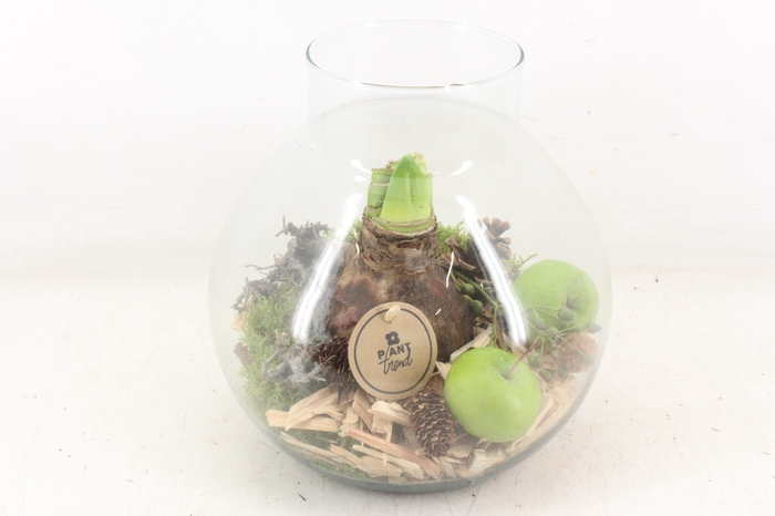 <h4>arr4 Amaryllis PL - Glas bol nek groot</h4>