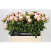 Paeonia Colonel Owen Cousins
