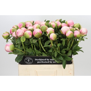 Paeonia Colonel Owen Cousins
