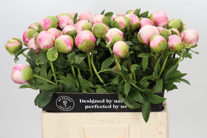 <h4>Paeonia Colonel Owen Cousins</h4>