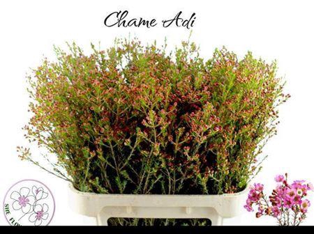 <h4>Chame Adi Rood Knop</h4>