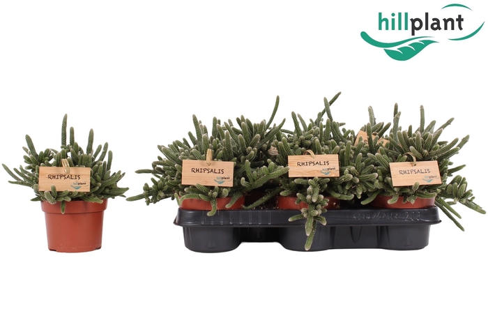 <h4>RHIPSALIS BACCIFERA</h4>