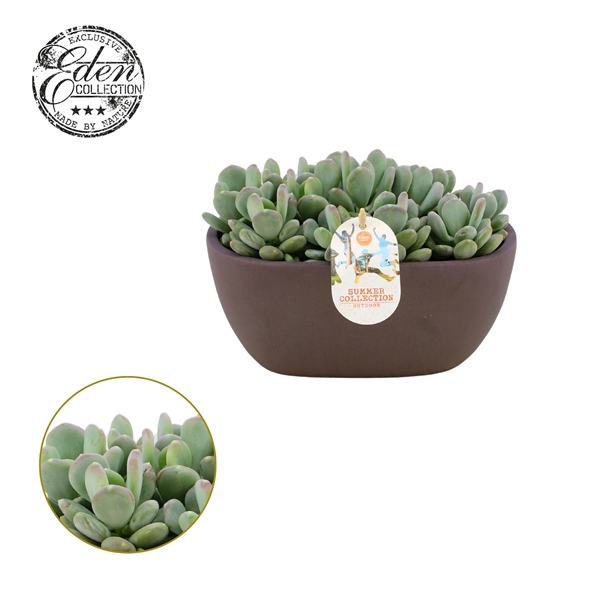 <h4>Echeveria Glutinicaule 25cm Summer Collection</h4>
