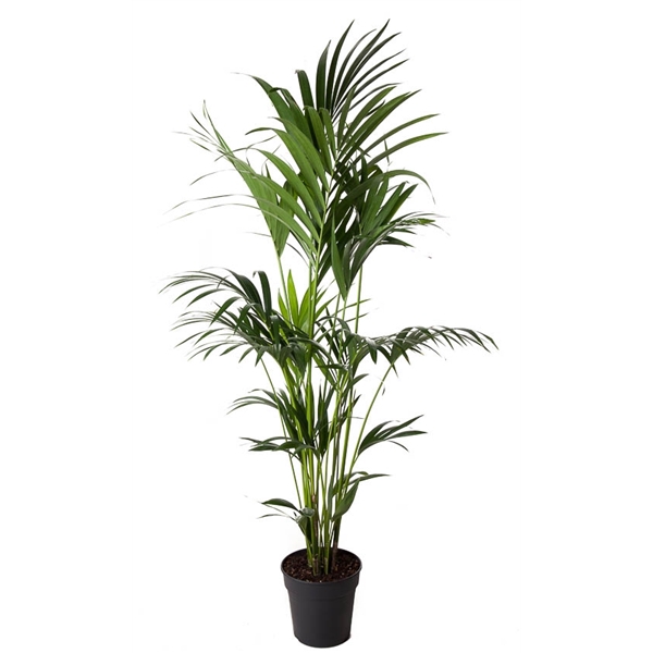 <h4>Howea Forsteriana(kentia) P24-170</h4>